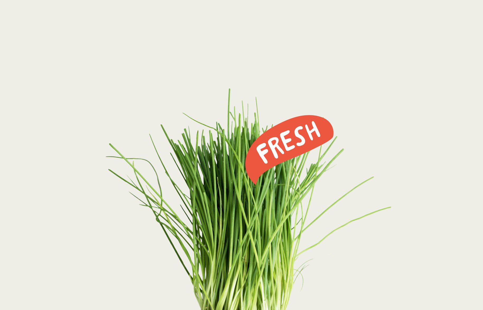 Superb Herb Fresh Chive Photograph and Graphic