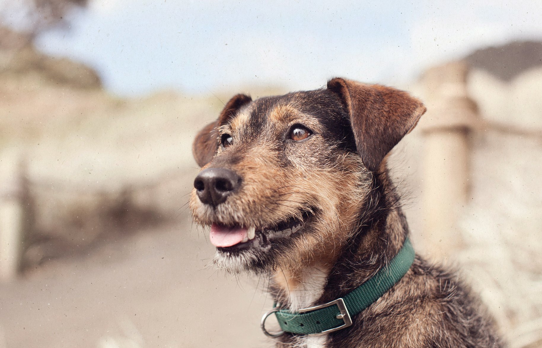 Tux dog portrait photography